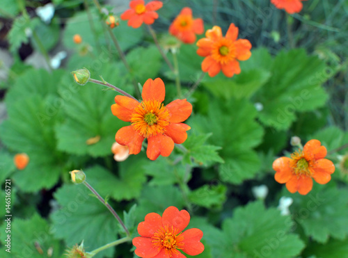Fototapeta Naklejka Na Ścianę i Meble -  Geum quellyon is blooming in the garden
