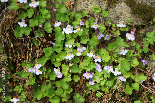 Fototapeta Naklejka Na Ścianę i Meble -  Perennial, ground cover plant Cymbalaria muralis growing in the garden