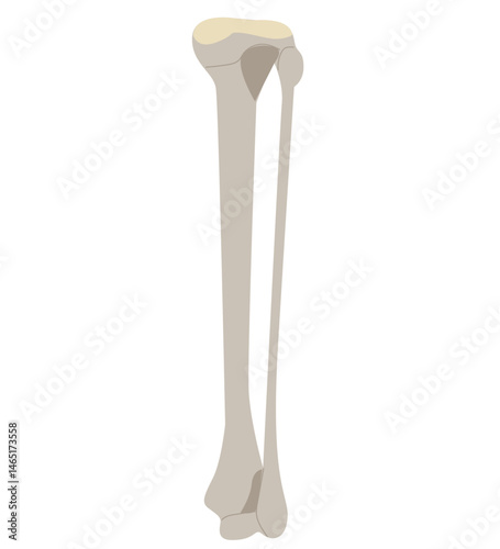 Leg muscle sport trauma and bone pain labeled diagram. Isolated femur, patella, fibula, tibia and foot bones