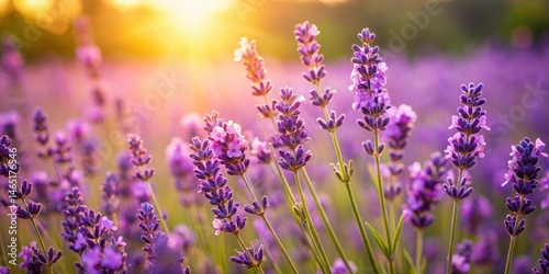Close-up of purple lavender flowers in a field on a sunny day with soft focus and warm lighting   warm lighting  purple flowers