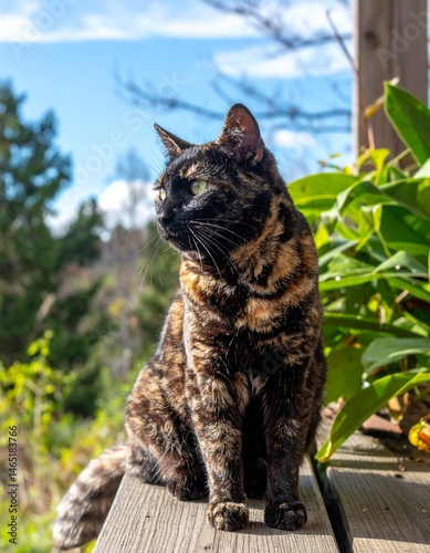 Gato de pelagem rajada olhando para longe sob luz do dia