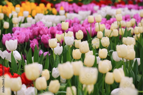 Beautiful tulips in the selected cool season dome using cool waste from the regasification process at its liquefied natural gas (LNG) receiving terminal in Rayong. FLORA EXHIBITION HALL ,Thailand
