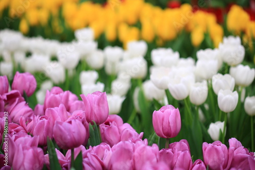 Beautiful tulips in the selected cool season dome using cool waste from the regasification process at its liquefied natural gas (LNG) receiving terminal in Rayong. FLORA EXHIBITION HALL ,Thailand
