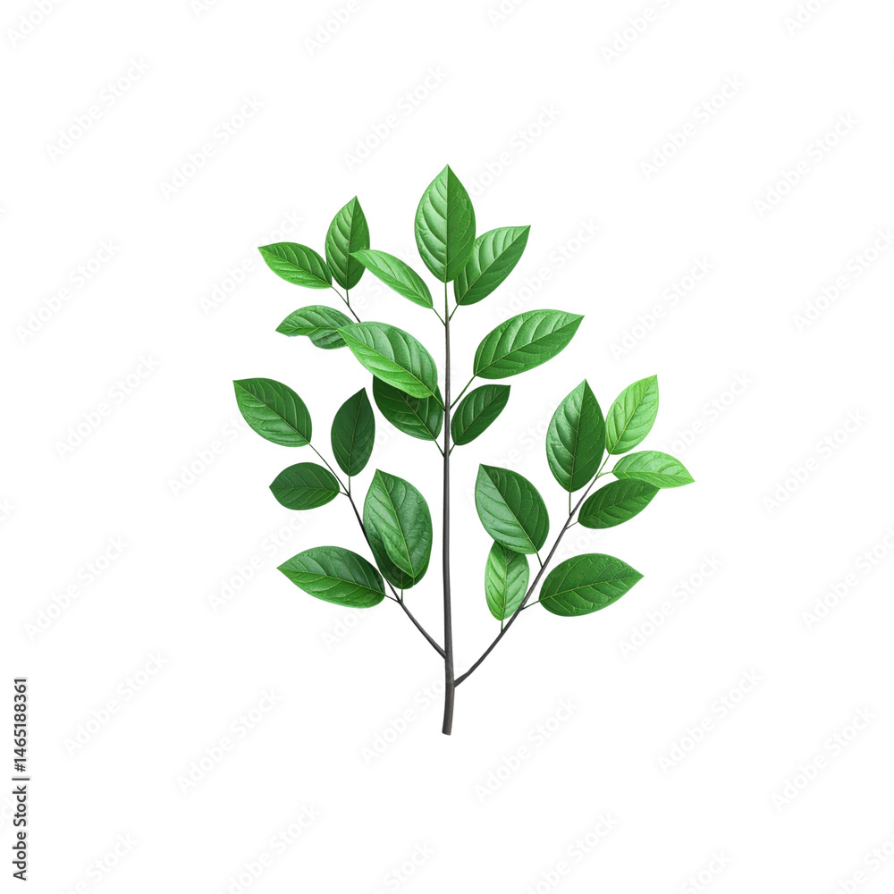Stock image of green leaves on branch isolated on black background foliage plant on transparent background Stock image of green leaves on branch isolated on black background foliage plant on transparent background