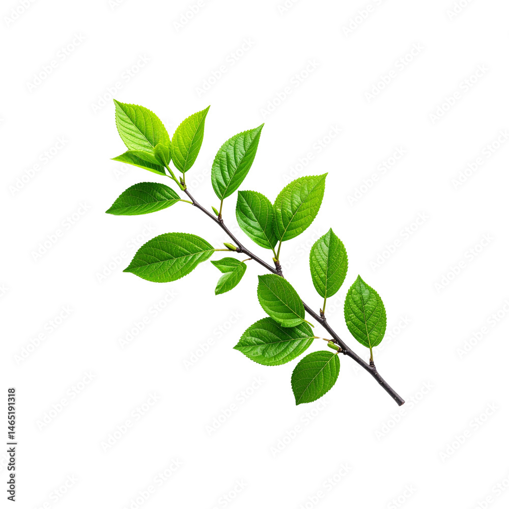 Fresh green leaves on branch isolated nature plant foliage spring growth flora on transparent background Fresh green leaves on branch isolated nature plant foliage spring growth flora on transparent background