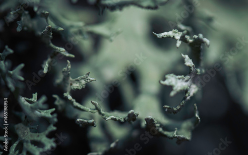 Macro shots of lichen in a dark forest
