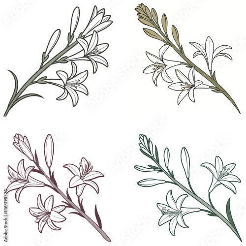 A tuberose flower icon with elongated, waxy petals and a fragrant look.