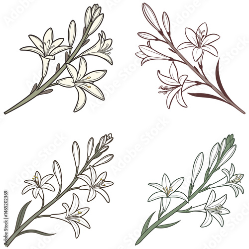 A tuberose flower icon with elongated, waxy petals and a fragrant look.