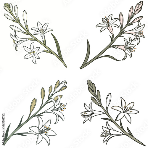 A tuberose flower icon with elongated, waxy petals and a fragrant look.