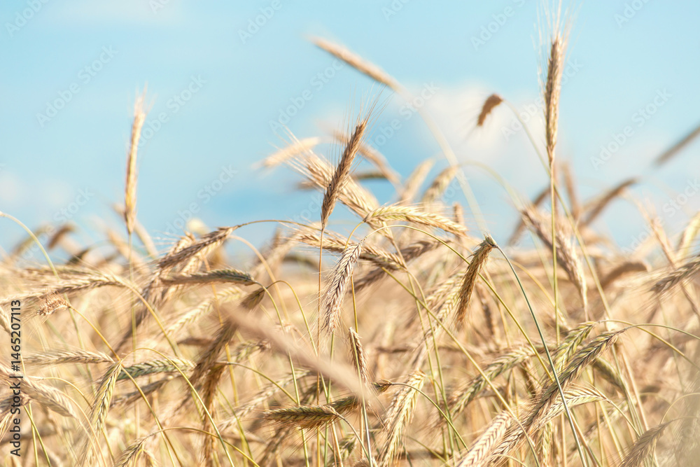 Fototapeta premium Background of ripening ears of yellow field of wheat. on a bright sunny day.