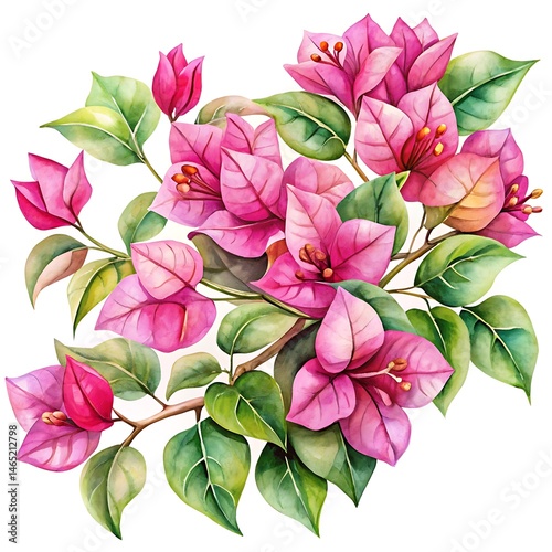 Watercolor depiction featuring vibrant pink bougainvillea flowers and lush green leaves arranged on delicate branches isolated on white background