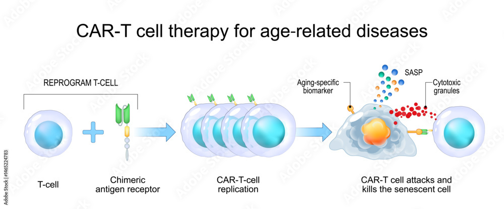 Obraz premium Immunotherapy for aging