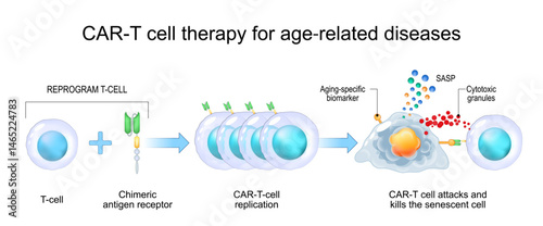 Immunotherapy for aging