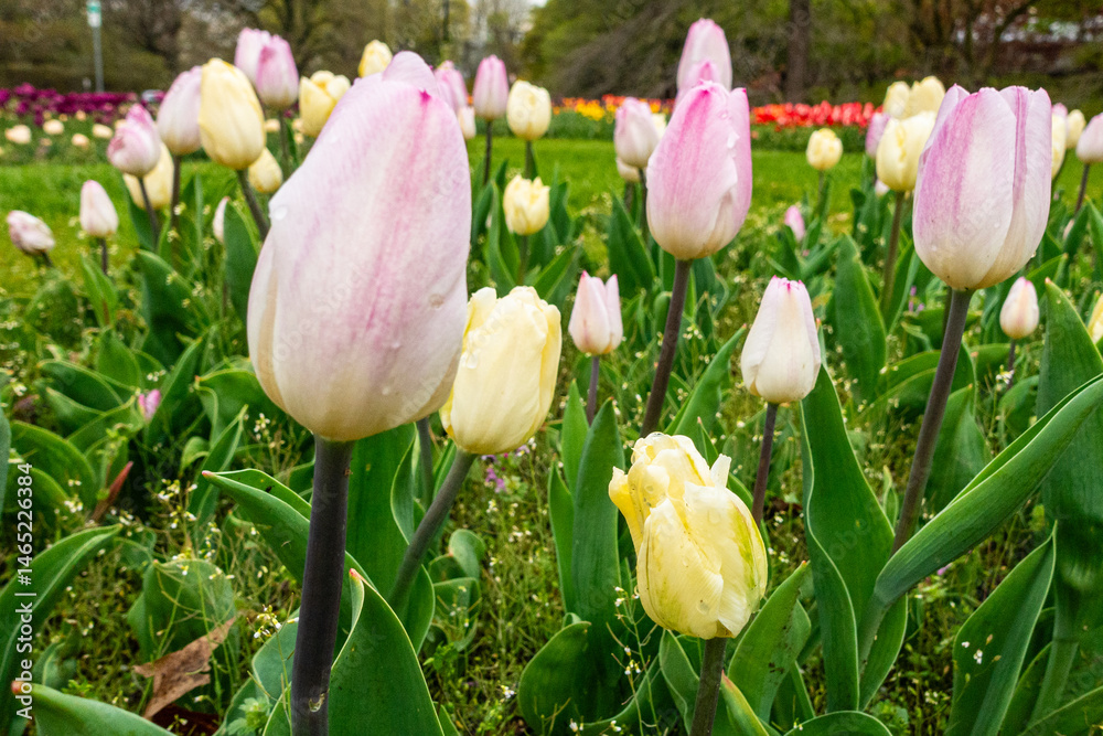 Fototapeta premium Tulips growing in a field