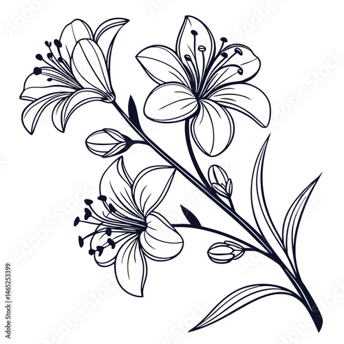sketch floral botany collection flower drawings eps
