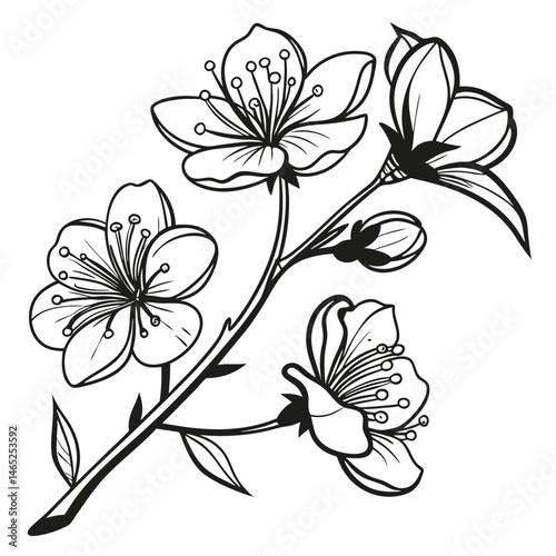 sketch floral botany collection flower drawings eps