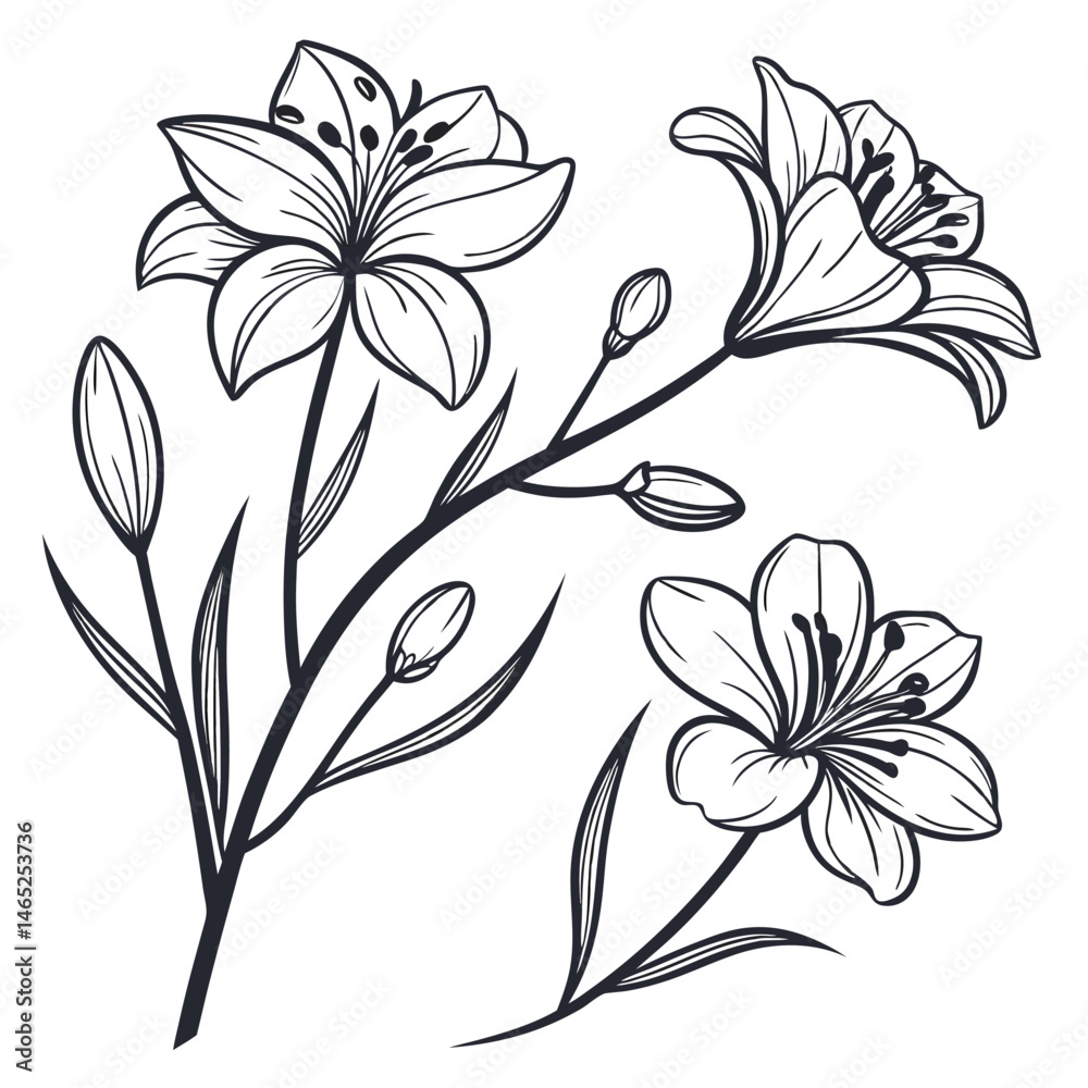 sketch floral botany collection flower drawings eps sketch floral botany collection flower drawings eps