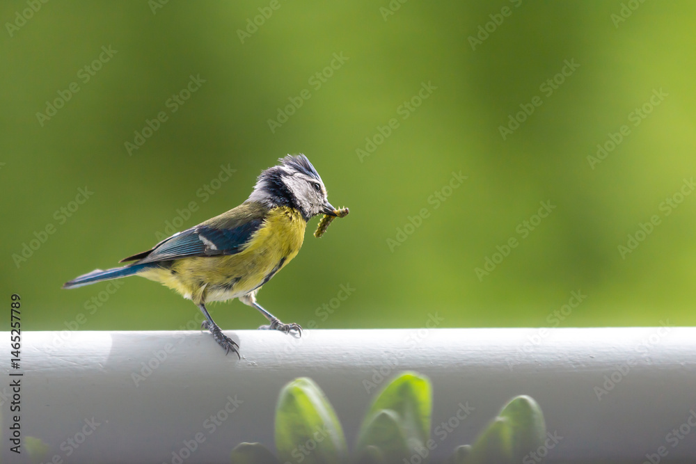 Naklejka premium Eurasian Blue Tit (cyanisies caeruleus) with caterpillar in its beak for its chicks. Biodiversity concept in the city. Bird on my balcony.