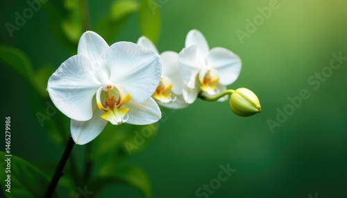 Elegant white orchids in full bloom, showcasing delicate petals and lush green foliage , bloom, greenhouse, macro