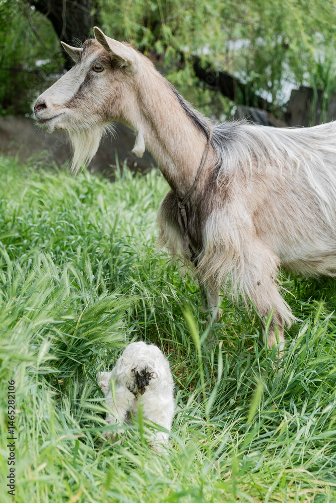 Obraz premium A goat with little goats grazing on a green meadow with thick grass. Farming concept. 