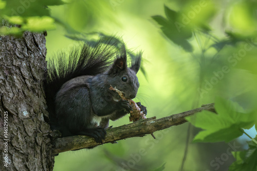 Schwarzes Eichhörnchen frisst Zapfen auf einem Ast