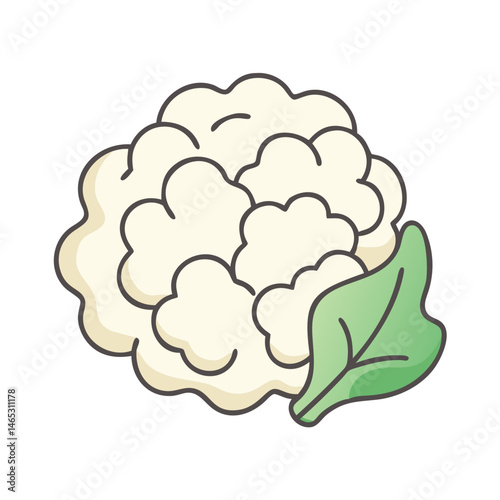 Illustration of cauliflower vegetable healthy eating vegetarian diet organic food fresh produce nutrient rich diet cauliflower