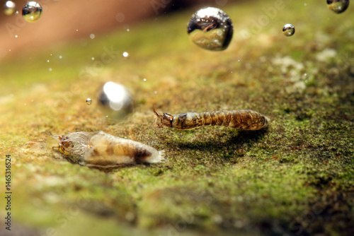 Black Fly larva (Simuliidae) underwater, attached to a rock in fast flowing water, filter feeding, blackfly pupa in foreground and partly out of focus, macro close-up. 