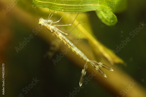 A Damselfly larva (Lestes sp.) underwater, hunting and lying in wait for unsuspecting prey, macro close-up. 