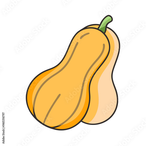 Illustration of butternut squash, vegetable, food, healthy eating, agriculture, harvest, autumn season