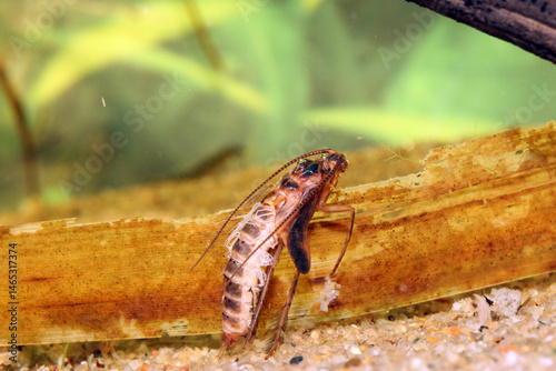 Caddisfly pupa (Limnephilidae) underwater, shortly after cutting its way out of its case and preparing to rise to the surface to emerge, macro close-up. 