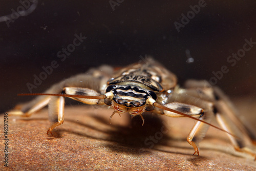 Foto Stonefly nymph (Claassenia sabulosa) underwater, crawling on a rock, face-on view, extreme macro close-up