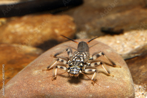 Stonefly nymph (Claassenia sabulosa) underwater, crawling on a rock, front view, macro close-up. 