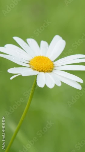 A striking macro view reveals a vibrant daisy with dew-kissed petals in soft