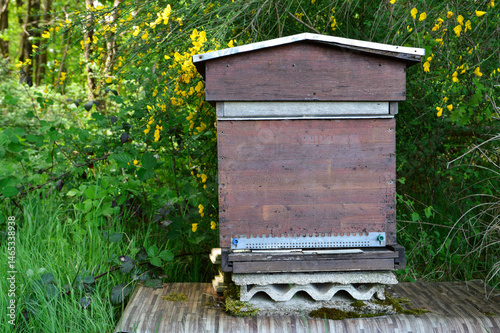A nice wooden bee hive in a forest for the production of forest honey