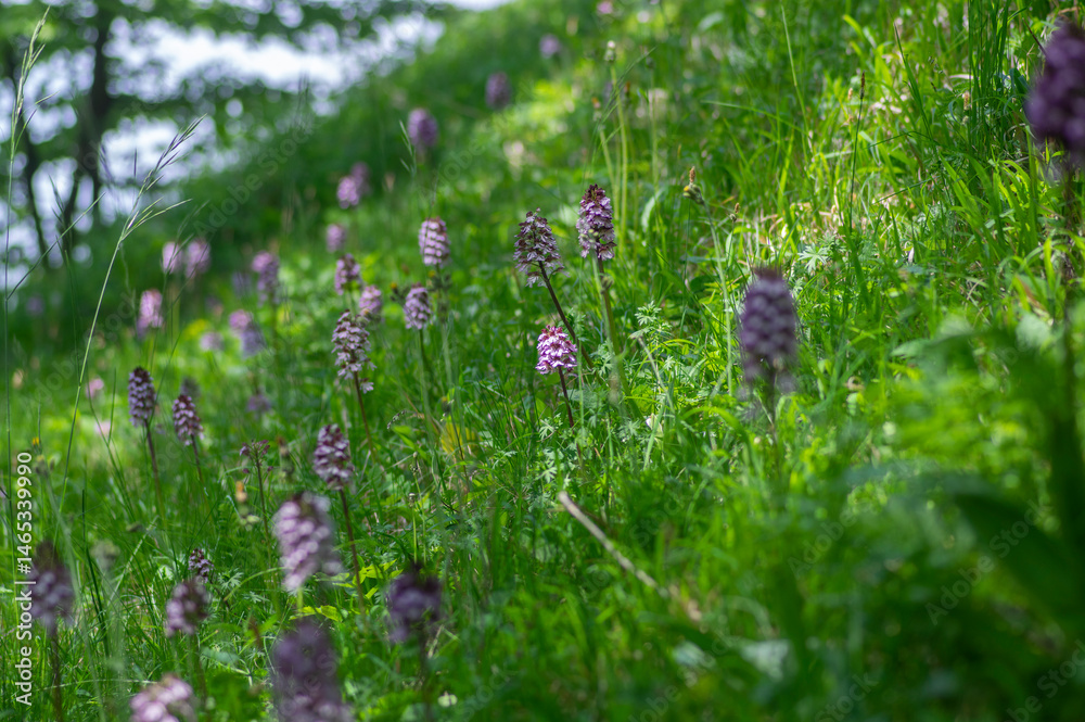 Lady orchid Orchis purpurea flowering protected plants, beutiful purple white flowers in bloom on tall green stem also with buds