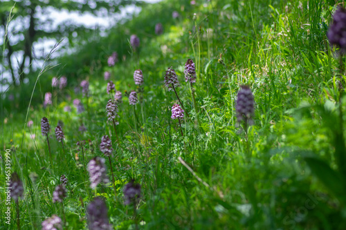 Obraz na płótnie Lady orchid Orchis purpurea flowering protected plants, beutiful purple white flowers in bloom on tall green stem also with buds w salonie
