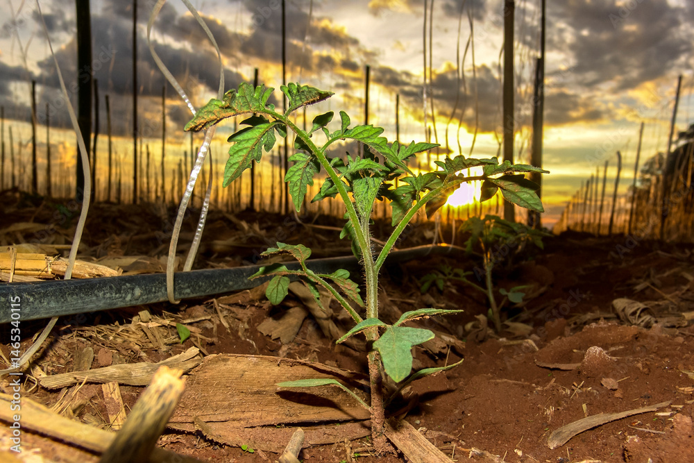 small tomato plant in the field of a farm in Brazil, with the sunset in the background