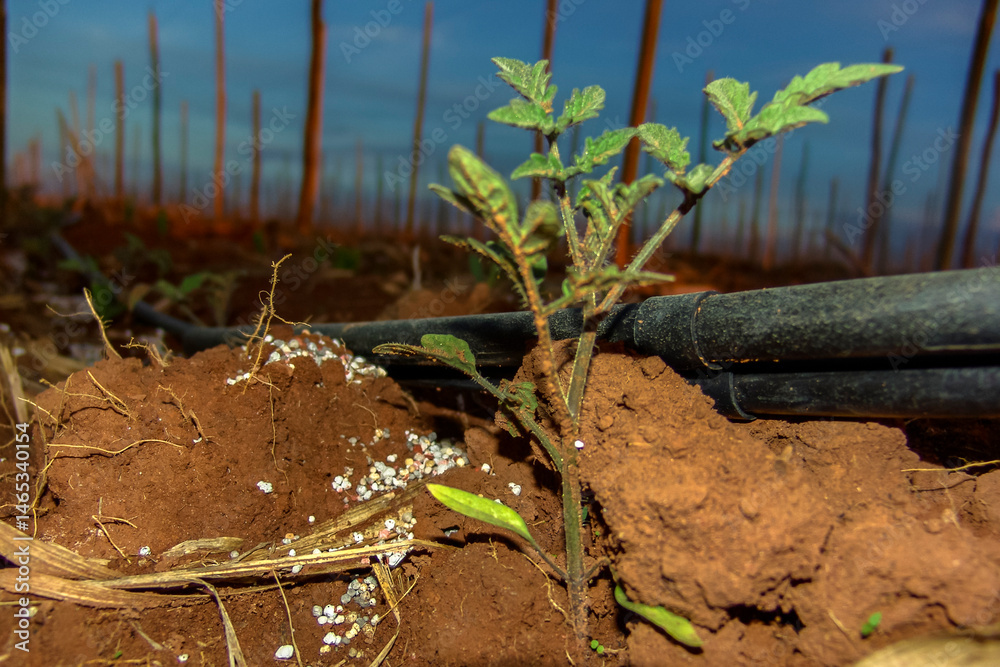 small tomato plant in the field of a farm in Brazil, with the sunset in the background