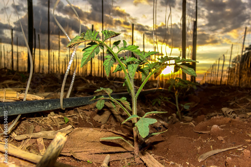 Obraz na płótnie small tomato plant in the field of a farm in Brazil, with the sunset in the background w salonie