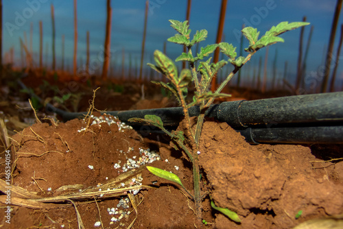 Obraz na płótnie small tomato plant in the field of a farm in Brazil, with the sunset in the background w salonie