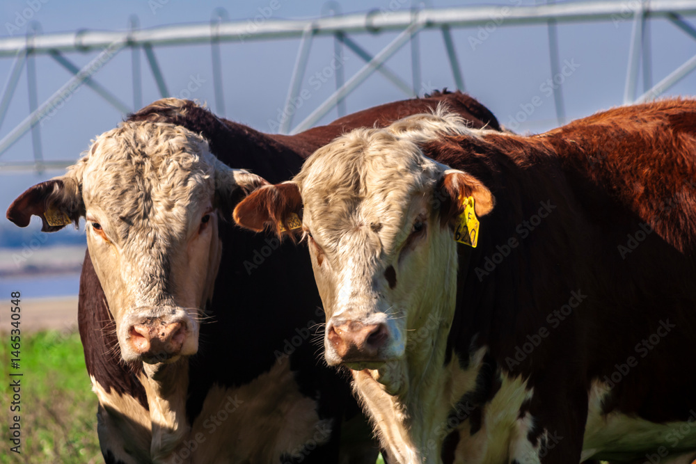 Hereford cattle on green pasture, with an irrigation pivot in the background, on a ranch for beef and dairy cattle, in Brazil