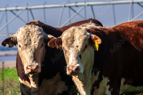 Hereford cattle on green pasture, with an irrigation pivot in the background, on a ranch for beef and dairy cattle, in Brazil