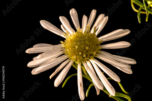Obraz na płótnie close-up white and yellow flowers of Symphyotrichum lanceolatum plant with blurred background in Brazil. w salonie