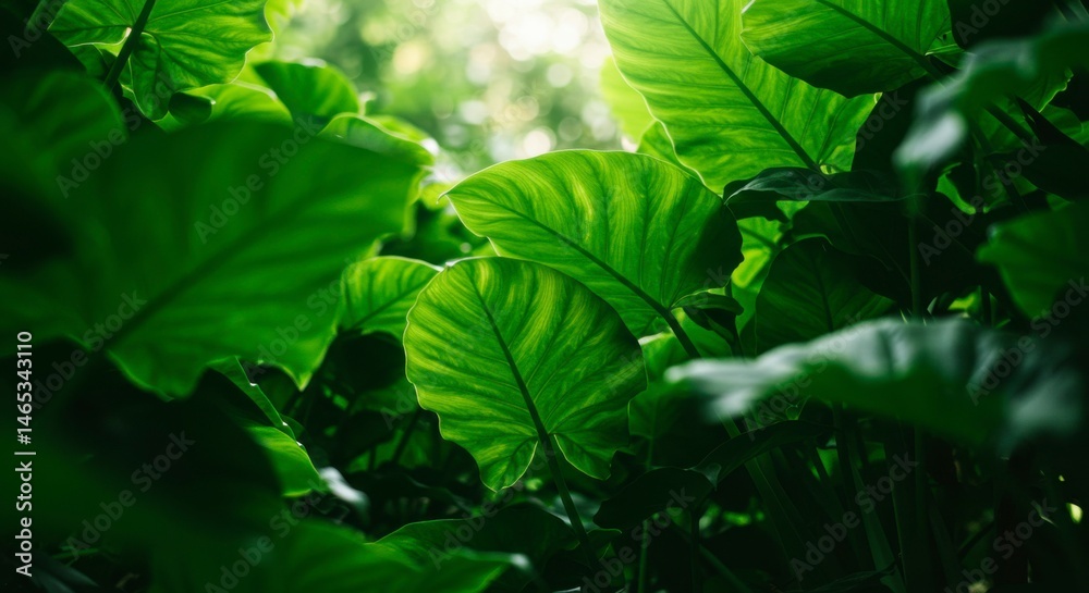 Obraz premium Lush green leaves, sunlight filtering through (1)