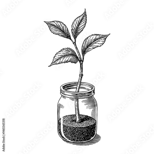 Small Sapling in a Jar Black and White Outline Line Art Drawing Detailed Engraving Illustration