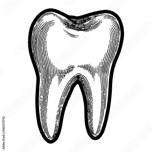 Detailed Molar Tooth Black and White Outline Line Art Drawing in Vintage Engraving Style