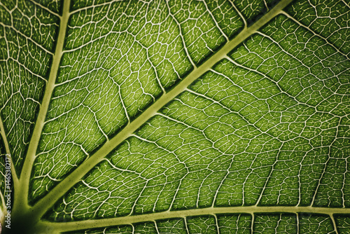 Close-up macro photograph of a fig leaf displaying its intricate vein pattern and vibrant green texture illuminated by natural light.