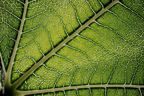 Close-up macro photograph of a fig leaf displaying its intricate vein pattern and vibrant green texture illuminated by natural light.