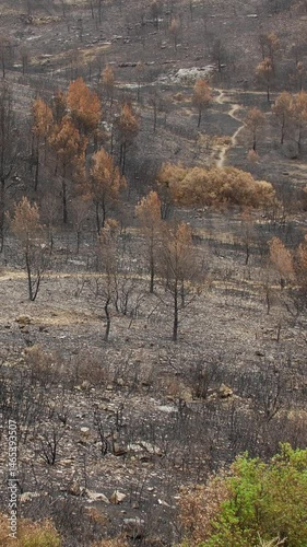 Burnt forest area showing the aftermath of a wildfire, with some surviving green