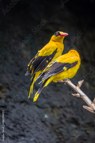 Εκτύπωση καμβά Two Black naped oriole or Oriolus chinensis a black and yellow can be seen perch